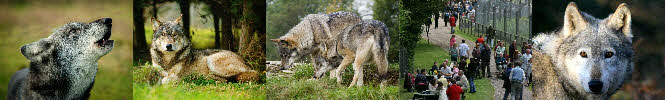 The UK Wolf Conservation Trust Open Day